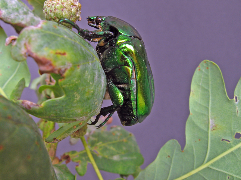 Protaetia speciosissima (Cetoniidae)